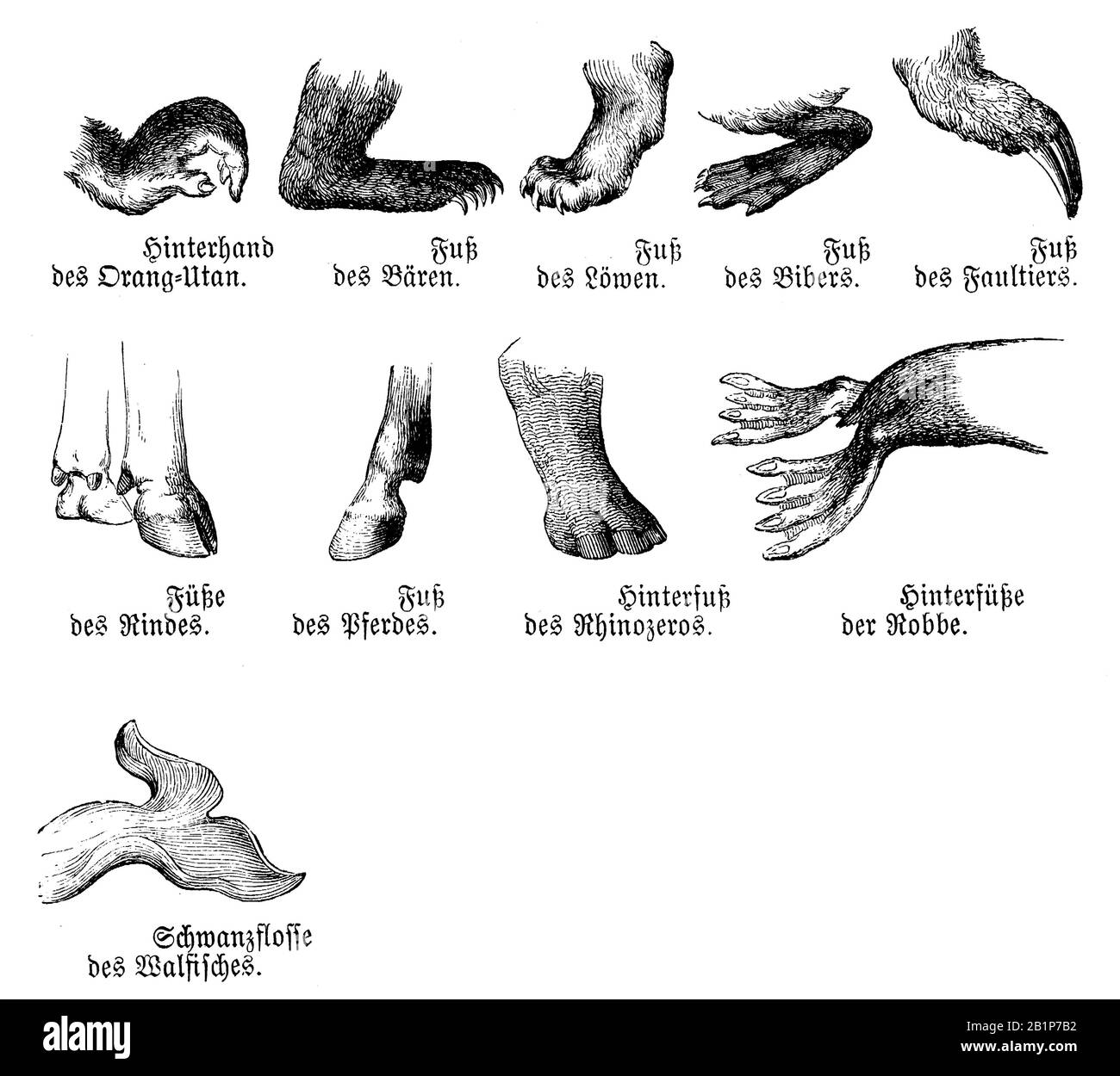 Orang -utan , ours, lion , castor, sloh , bétail, cheval , rhinocéros , phoque et baleine : Pied, , anonym (livre de biologie, 1893) Banque D'Images