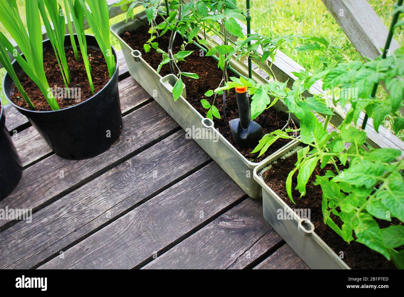 Plantation de plants de tomates.jardin de légumes sur une terrasse. Récipient légumes jardinage. Banque D'Images
