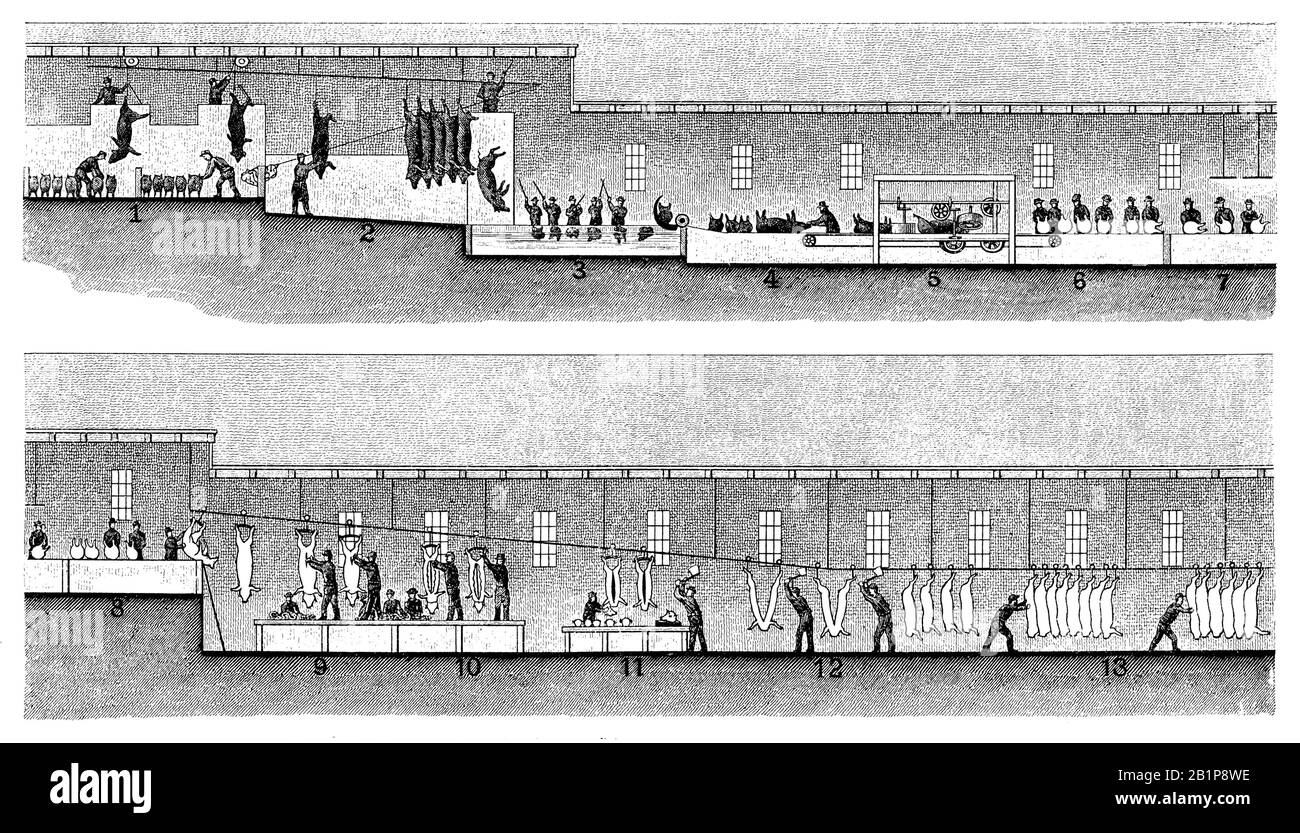 Abattage des porcs dans les abattoirs de la société Armor à Chicago. 1 manille et élevage de porcs, 2 béquilles, 3 bouillons, 4 accessoires à une chaîne sans fin, 5 rasoir à poils, 6 nettoyage à la main, 7 nettoyage à l'aide d'une douche, coupe de la gorge et examen pour la santé, Puis pendante, 9 et 10 éviscérations, 11 retirer la tête, 12 hacher en deux moitiés, 13 transport dans le réfrigérateur, , (livre technique, 1889) Banque D'Images
