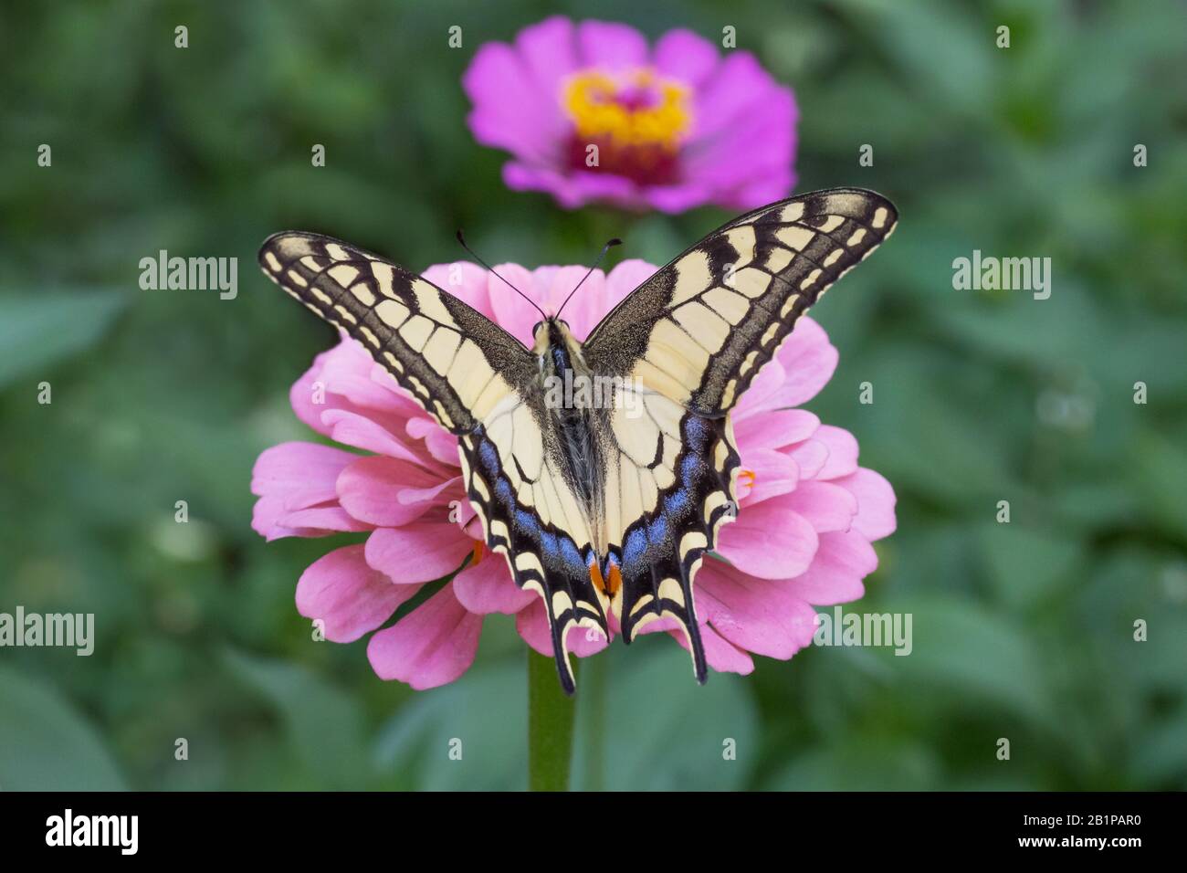 Gros plan sur le papillon Machaon assis sur la fleur mauve de zinnia en été Banque D'Images