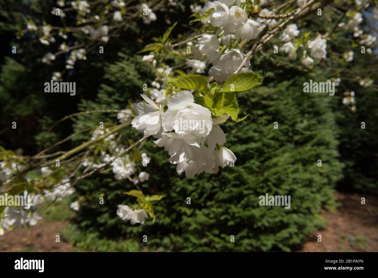 Spring Blossom du mont Fuji Cherry Tree (Prunus shirotae) dans un jardin de forêt à Rural Devon, Angleterre, Royaume-Uni Banque D'Images