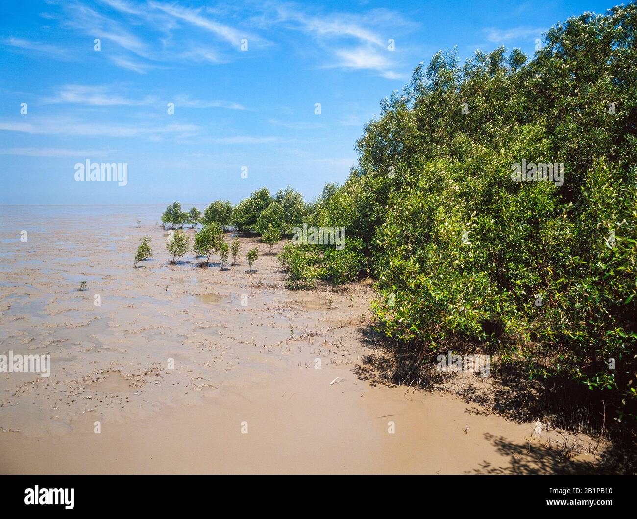 Mangroves marécages / bains de boue côtiers, riche région variée, réserve naturelle de Kuala Selangor, Malaisie Banque D'Images