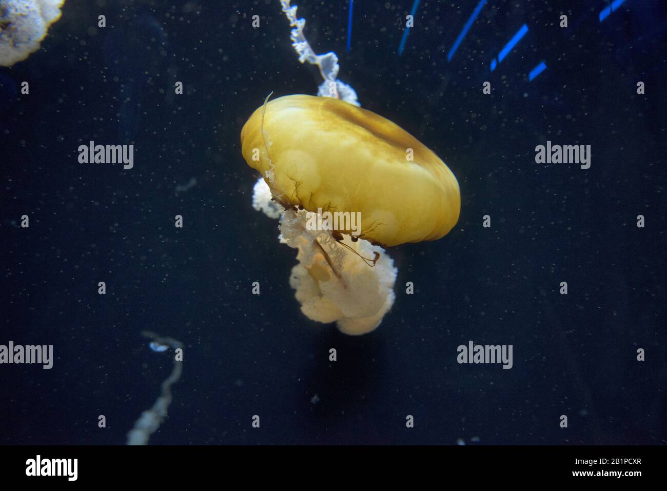 Poisson-jellyfish d'ortie du Pacifique, Chrysaora fuscescens, S.E.A. Aquarium, Resorts World Sentosa, Île De Sentosa, Singapour Banque D'Images