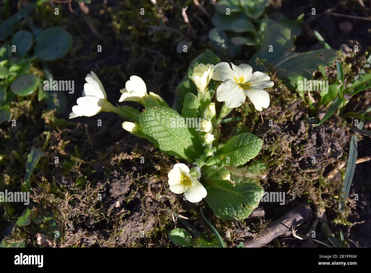 Une rose sauvage, de minuscules fleurs fleuries avec des bourgeons Banque D'Images