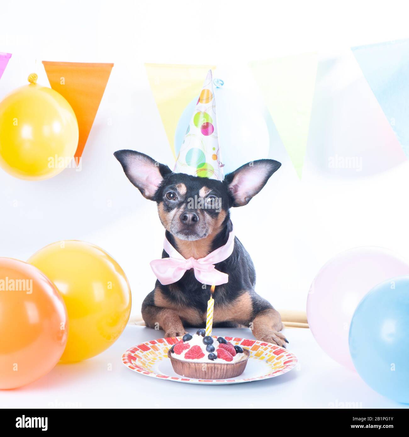 Chien Chiot Avec Un Heureux Gateau D Anniversaire Un Chapeau De Fete Carte D Anniversaire Place Photo Stock Alamy