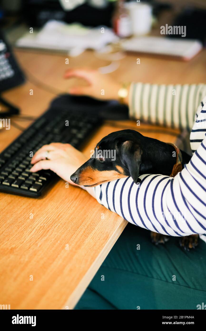 Dachshund miniature au bureau avec le propriétaire Banque D'Images