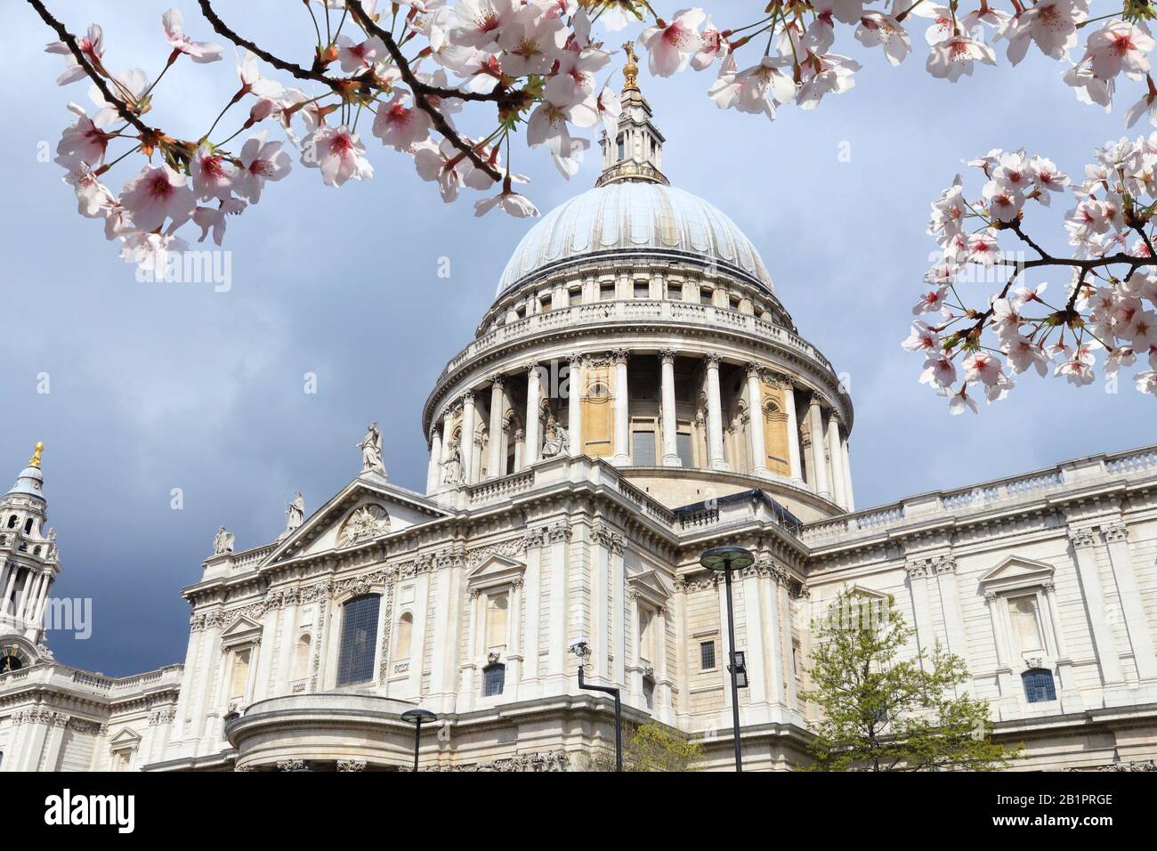 Londres, Royaume-Uni. Cathédrale Saint-Paul - Église d'Angleterre. Fleurs de cerisier de printemps. Banque D'Images