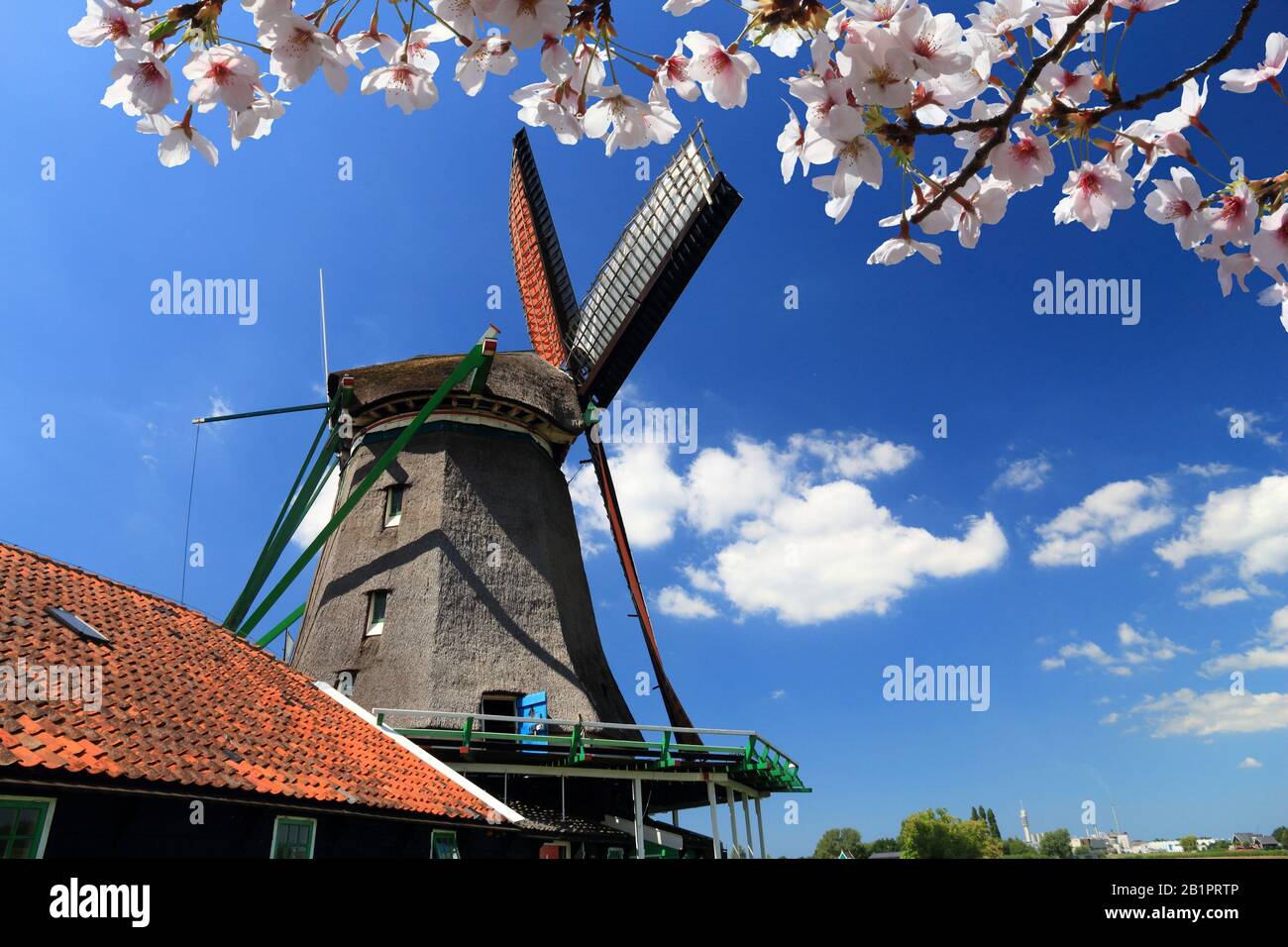 Moulin aux Pays-Bas. Ancienne architecture industrielle dans la zone rurale de Zaanse Schans à Zaandam. Fleurs de cerisier de printemps. Banque D'Images