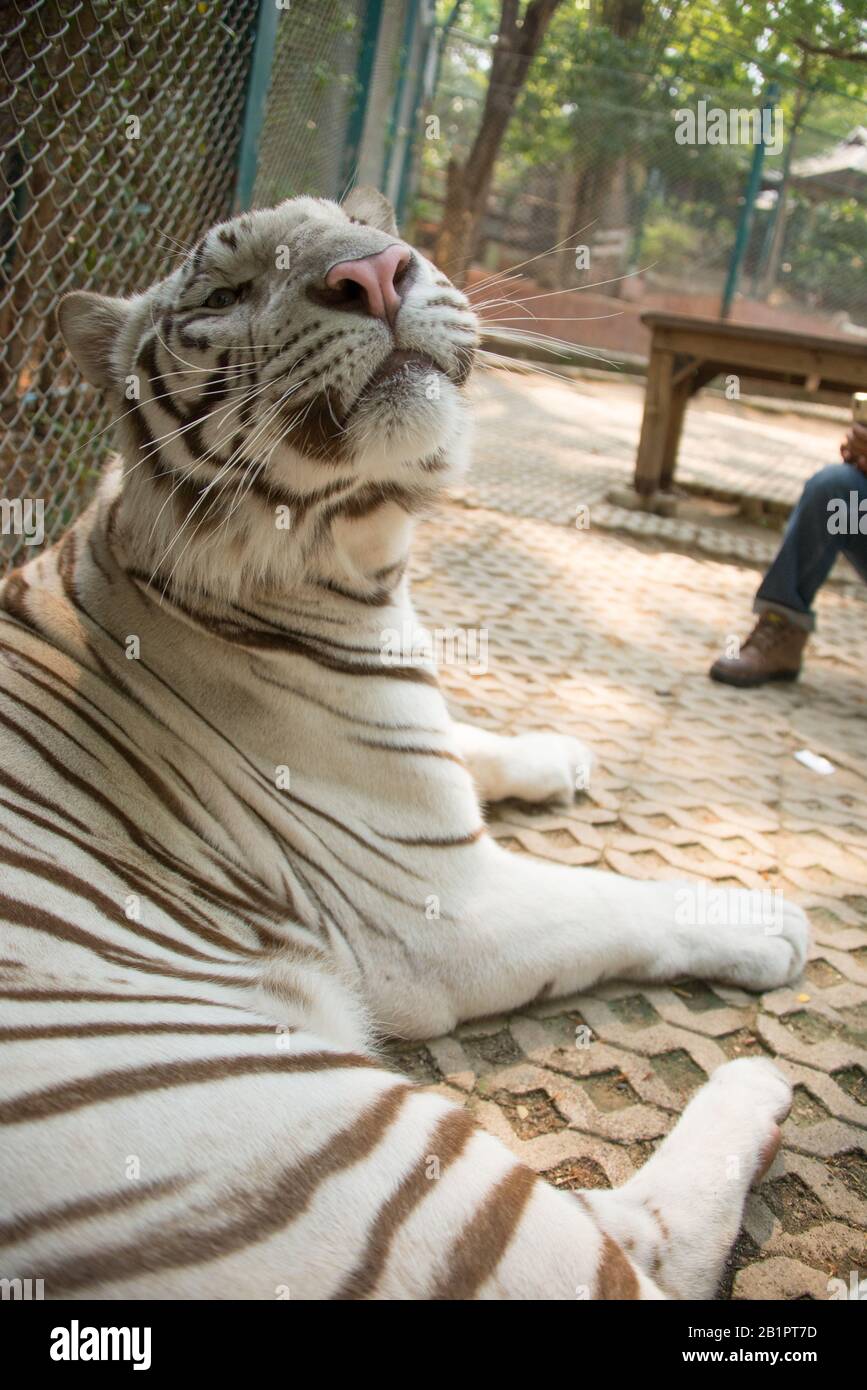 Asie, Thaïlande, Chiang Mai, Royaume Du Tigre Banque D'Images