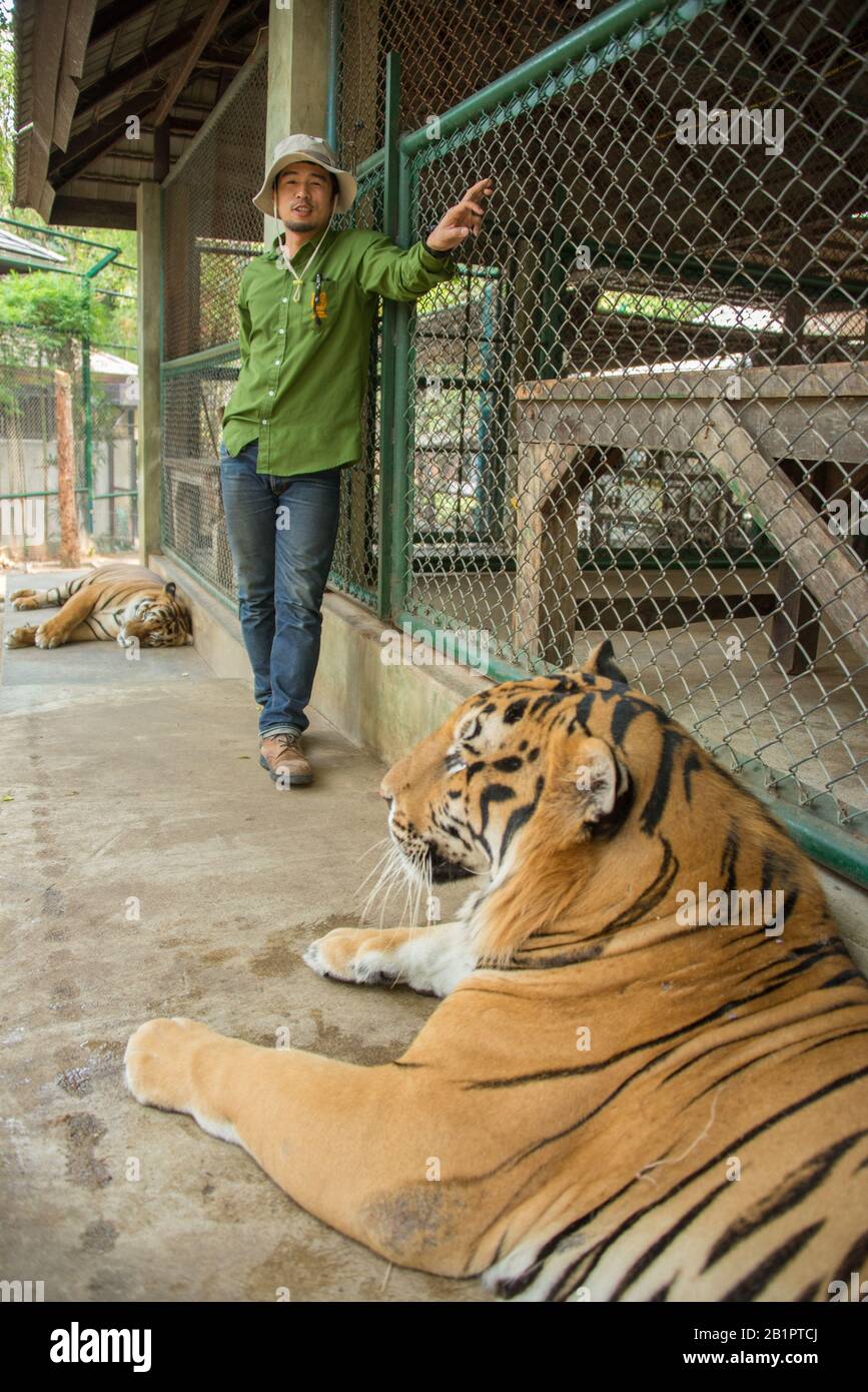Asie, Thaïlande, Chiang Mai, Royaume Du Tigre Banque D'Images