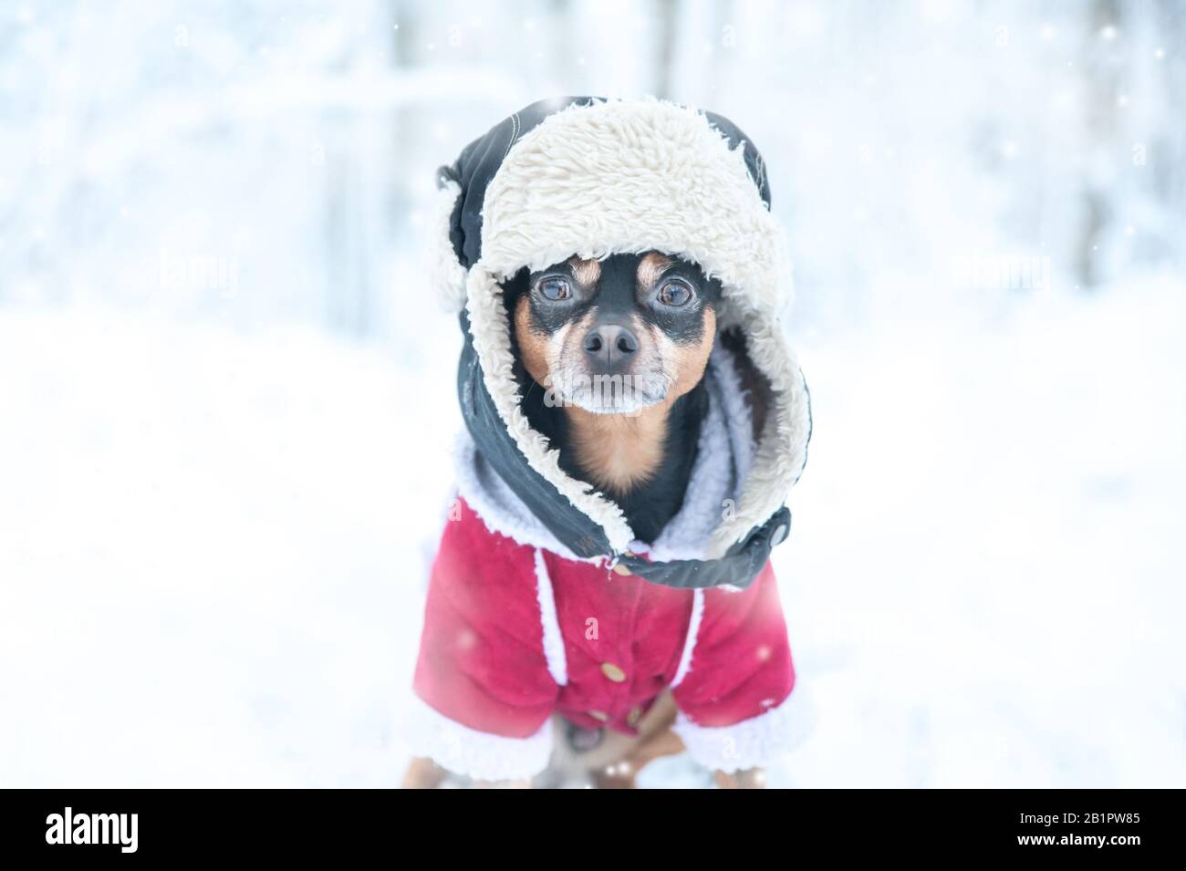 Chien dans un chapeau drôle et un pelage de peau de mouton. Thème d'hiver, froid, vêtements pour chiens, noël, nouvelle année, année pour chiens. Chien en vêtements d'hiver , espace pour le texte. Banque D'Images