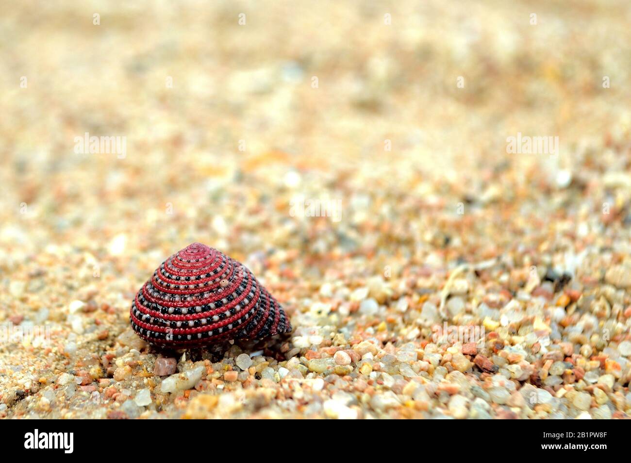 Magnifique seashell coloré sur le sable de plage. Seashell rouge, noir et blanc sur sable pastel jaune. Coque de crabe de plage sur le sable seul. Hermit crabes coquille. Banque D'Images