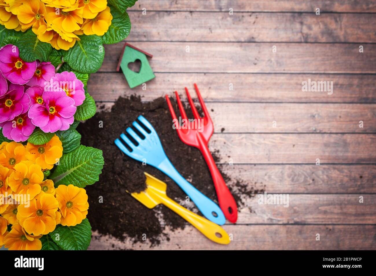 Concept la plantation de printemps, l'harmonie et la beauté. Fleurs Primula rose et jaune et outils de jardin , plat, espace pour le texte Banque D'Images