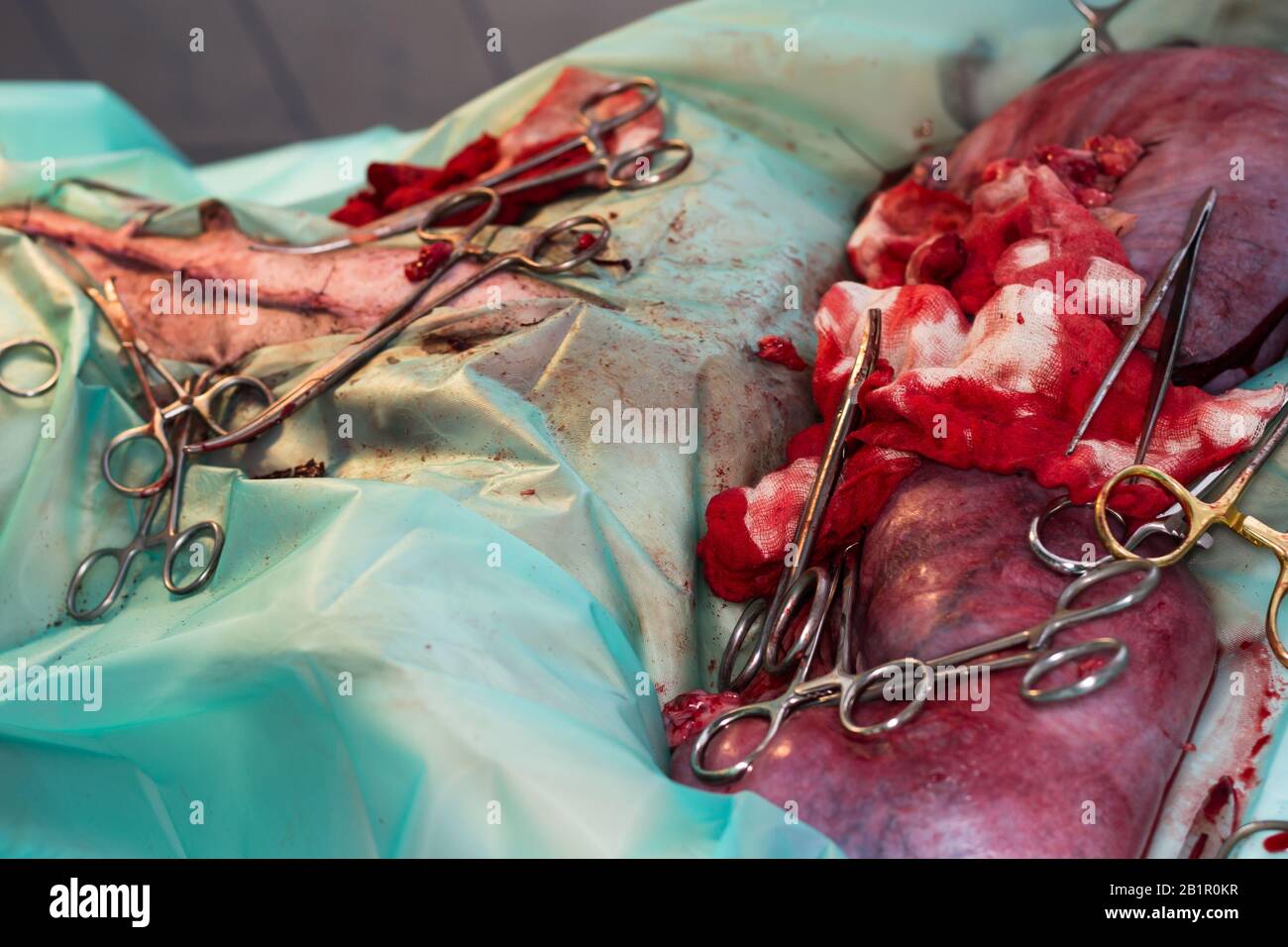 photo rapprochée d'un piometra de chirurgie de chien Banque D'Images photo rapprochée d'un piometra de chirurgie de chien Banque D'Images