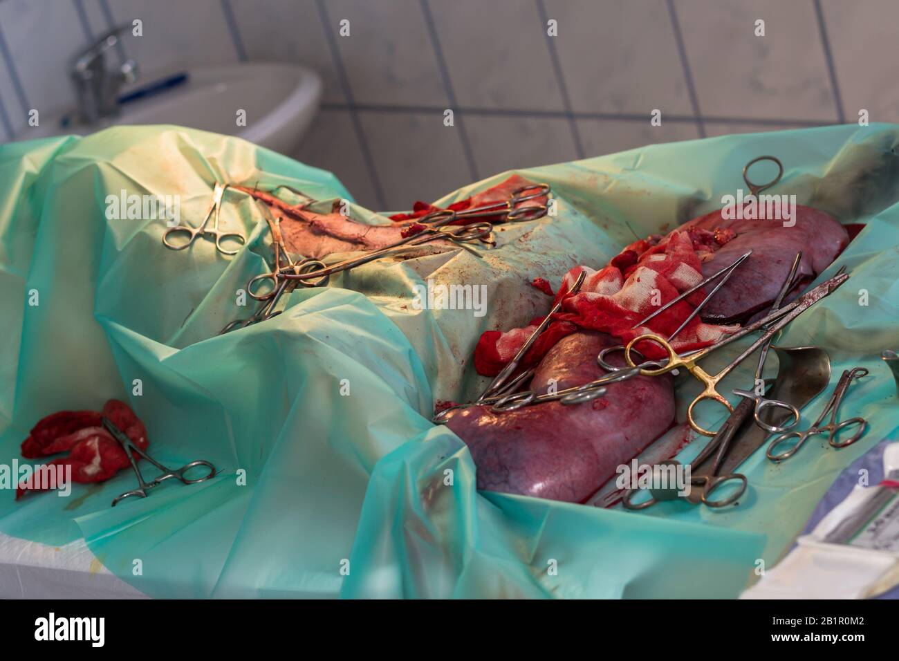 photo rapprochée d'un piometra de chirurgie de chien Banque D'Images photo rapprochée d'un piometra de chirurgie de chien Banque D'Images