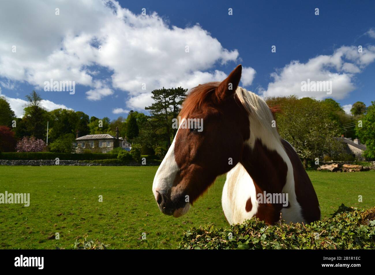 Cheval brun et blanc dans un champ par la voie Stackhouse, Stackhouse près De Settle Yorkshire Banque D'Images