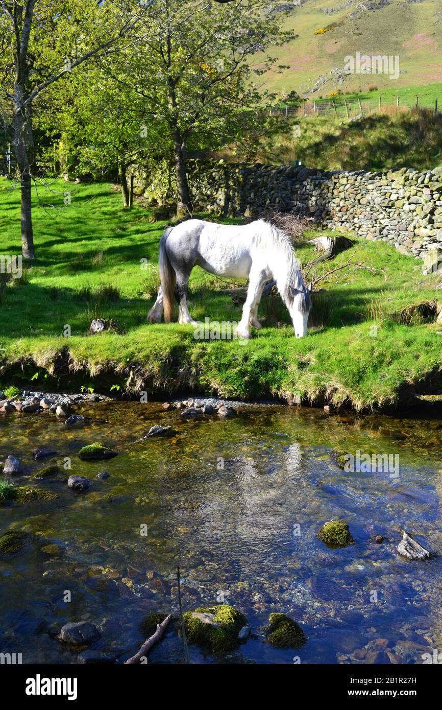 Cheval blanc près de Buttermere ressemble à la mythique unicorn Banque D'Images