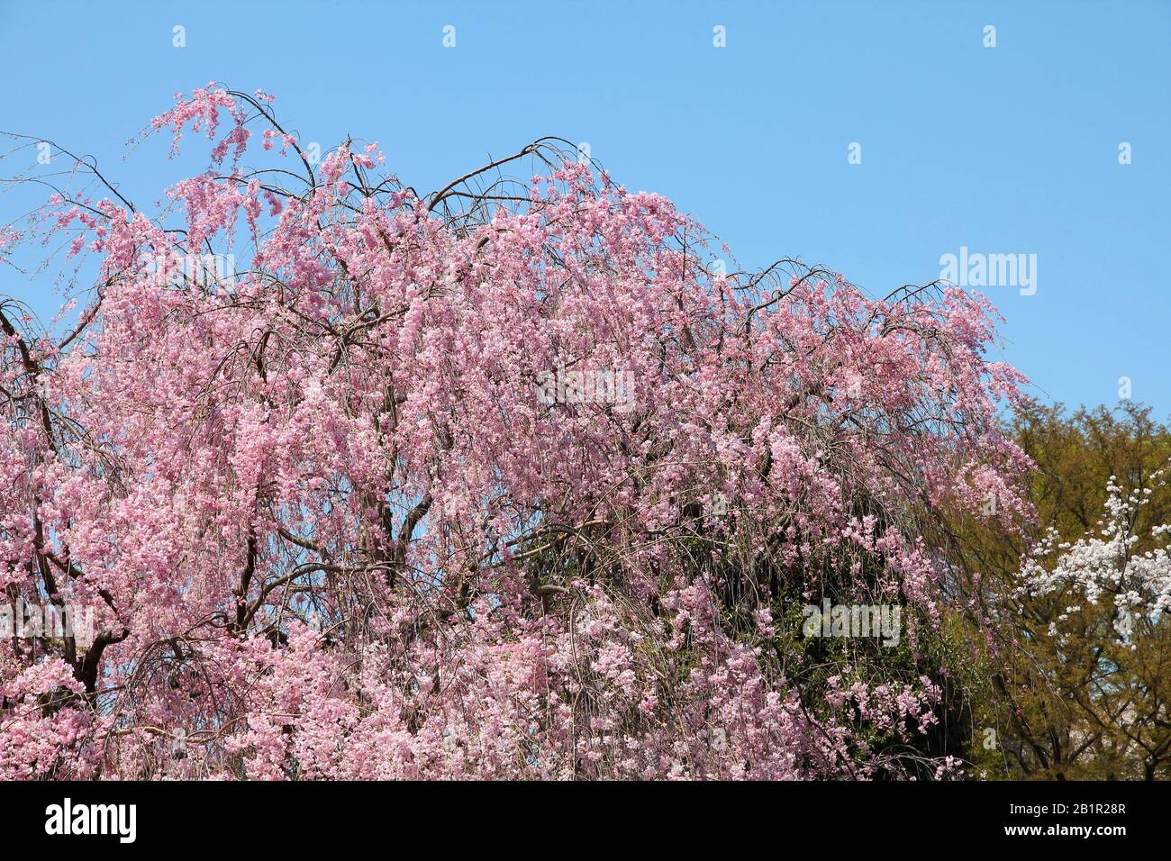 Le parc Ueno au printemps. Les fleurs de cerisier à Tokyo, Japon. Les fleurs de cerisier rose. Cerisier pleureur - shidarezakura. Banque D'Images