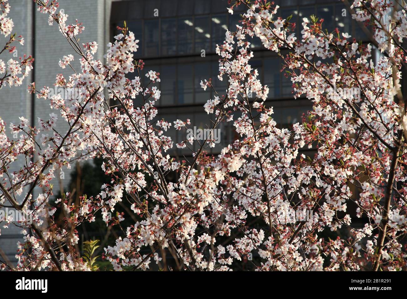 Tokyo au printemps. Les fleurs de cerisier à Tokyo, Japon. White sakura dans le coucher du soleil la lumière. Banque D'Images