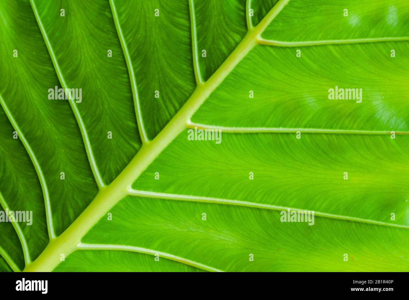 Fond de feuilles vertes fraîches de plantes tropicales. Photo macro avec mise au point sélective prise dans la forêt tropicale malaisienne Banque D'Images