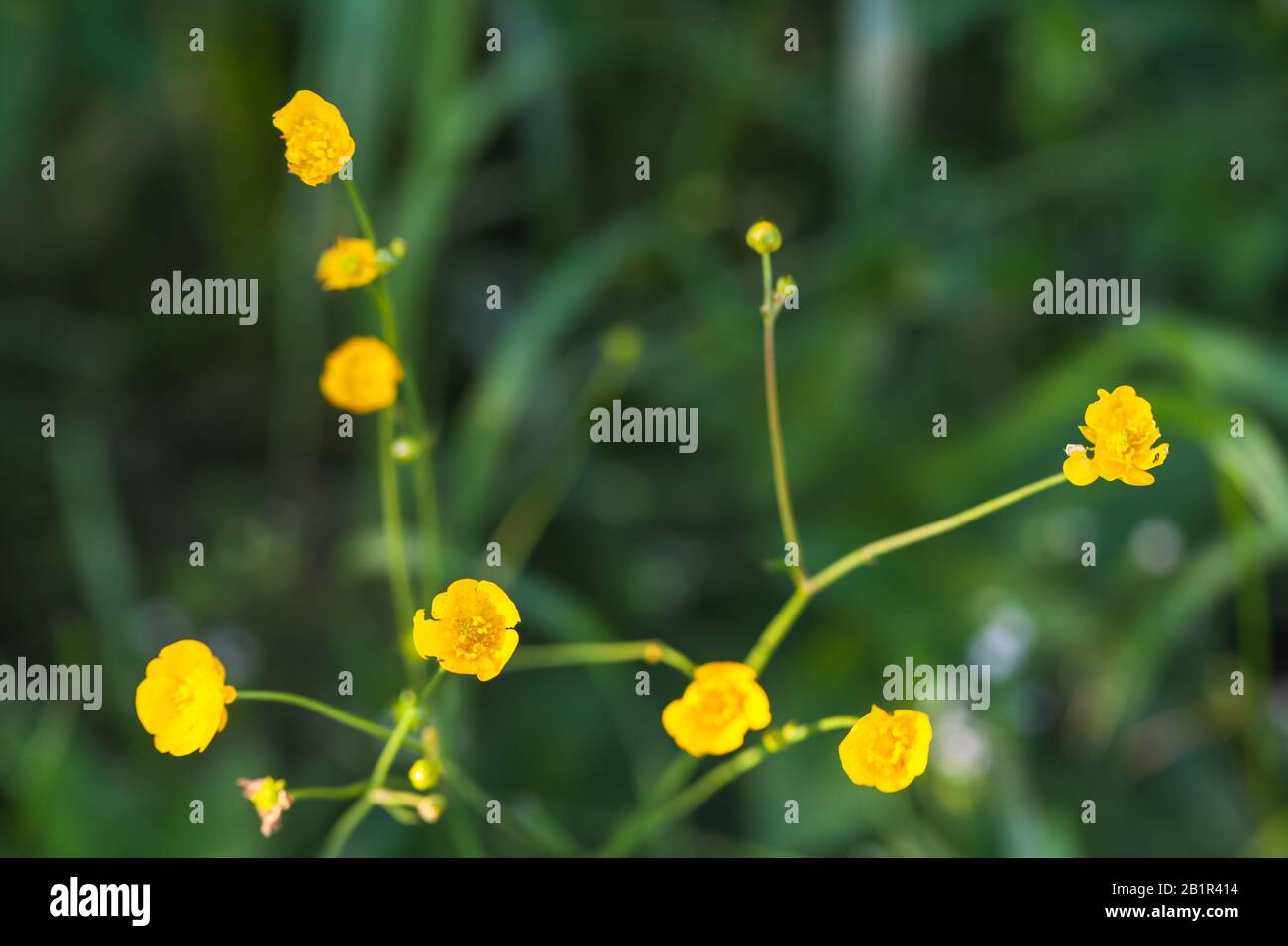 Fleurs jaunes sauvages sur fond vert flou. Buttercup rampant, Ranunculus repens Banque D'Images