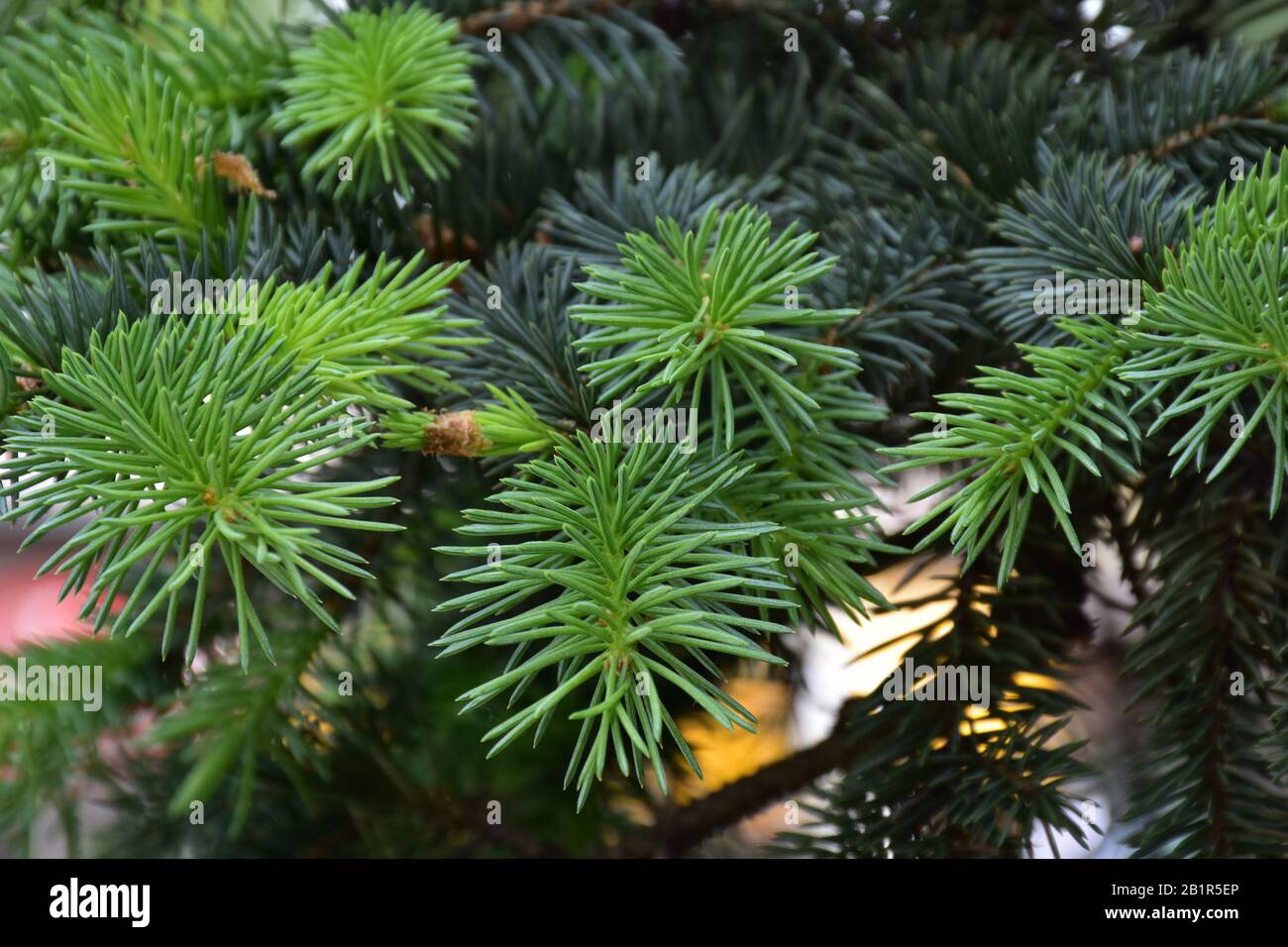 Brindilles vertes de sapin avec aiguilles courtes Banque D'Images