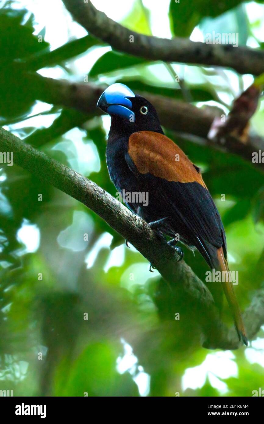 Oiseau casque (Euryceros prevostii), mâle, une endémie étonnante de Madagascar et limité aux forêts tropicales des basses terres et des basses montagnes du nord-est de Madagascar, Madagascar Banque D'Images