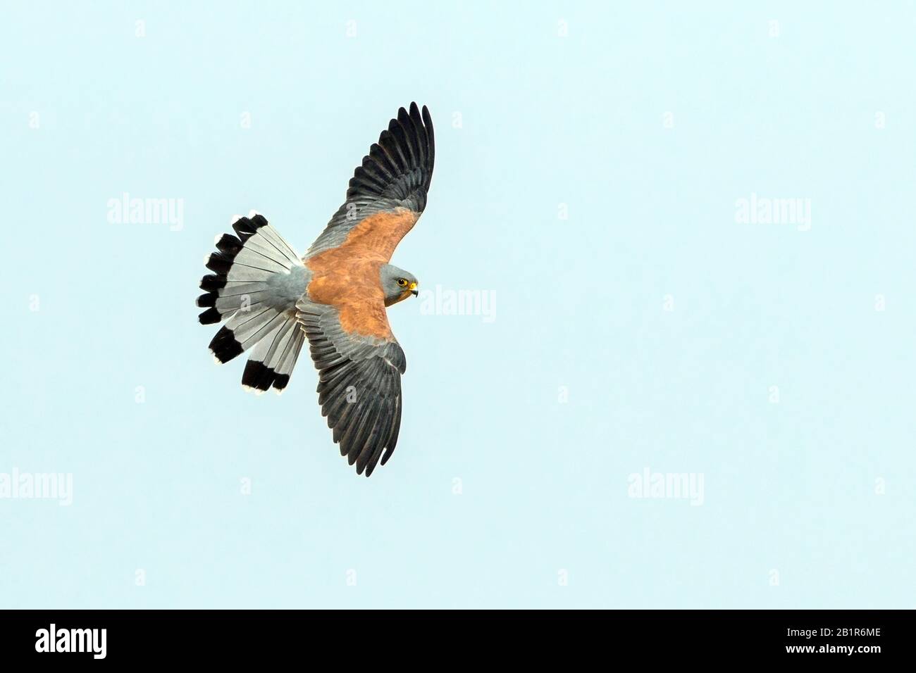 Moindre kestrel (Falco naumanni), en vol contre le ciel bleu, Israël Banque D'Images