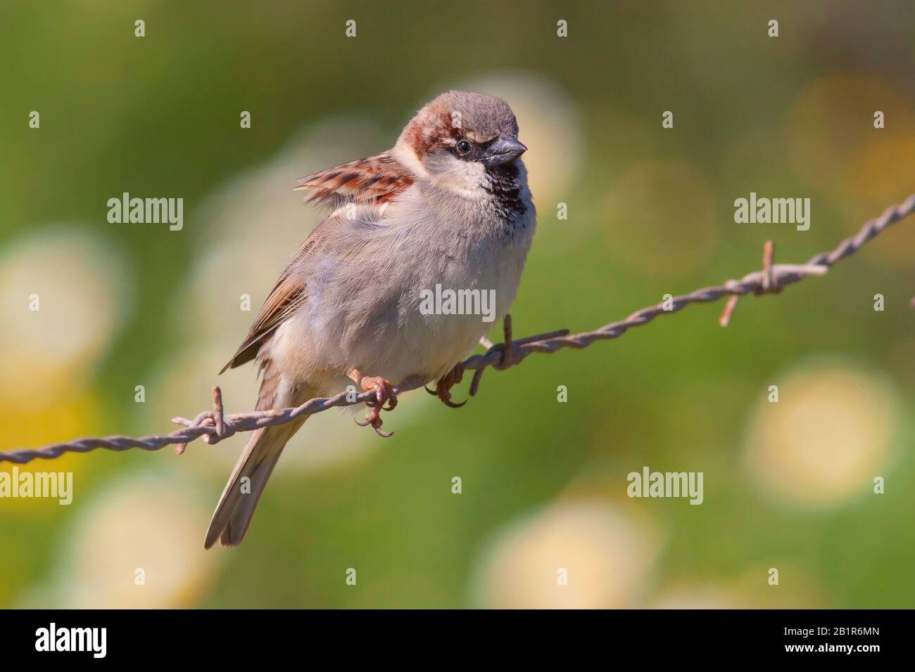 Maison sparrow (Passer domesticus), homme sur un fil barbelé, Allemagne, Bavière Banque D'Images