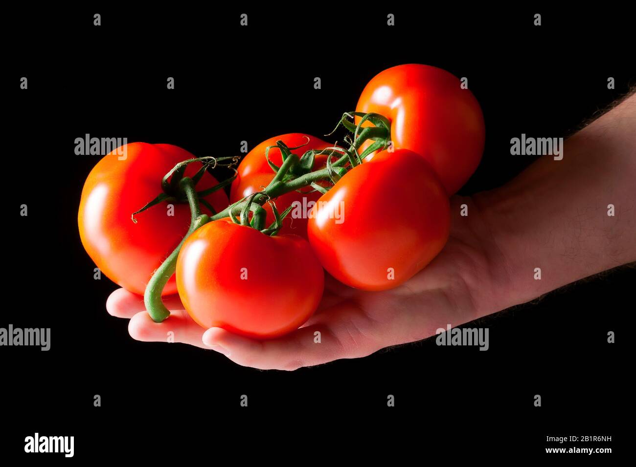 Tomate de jardin (Solanum lycopersicum, Lycopersicon esculentum), tomates dans la main Banque D'Images