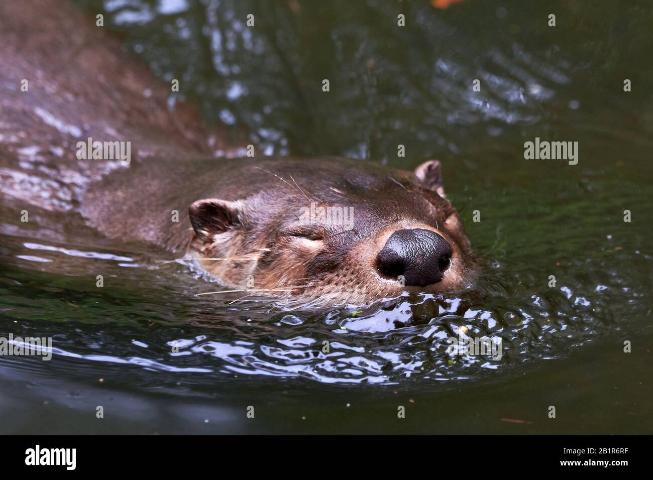 Loutre d'Europe (Lutra lutra) Natation Banque D'Images