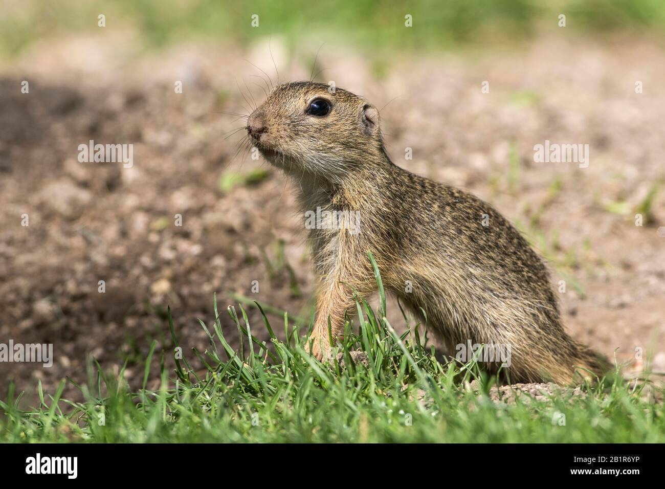 Écureuil terrestre européen, suslik européen, Souslik européen (Citellus citellus, Spermophilus citellus), jeune animal assis dans un pré, vue latérale, Autriche, Burgenland, Neusiedler See National Park Banque D'Images