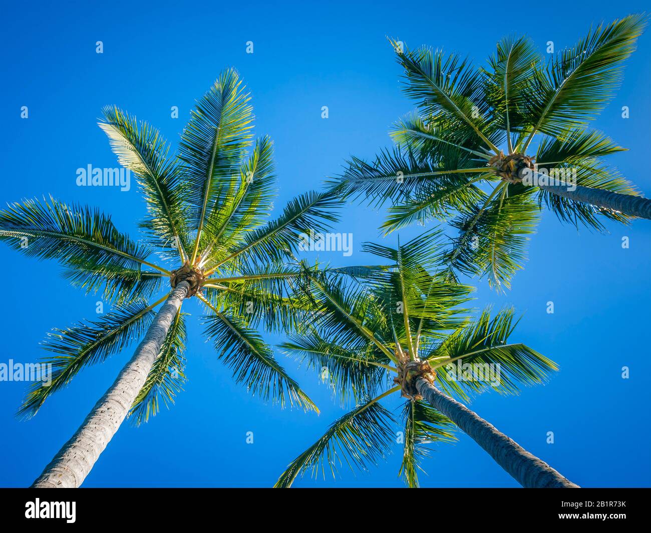 Cococotier (Cocos nucifera), trois palmiers contre le ciel bleu Banque D'Images