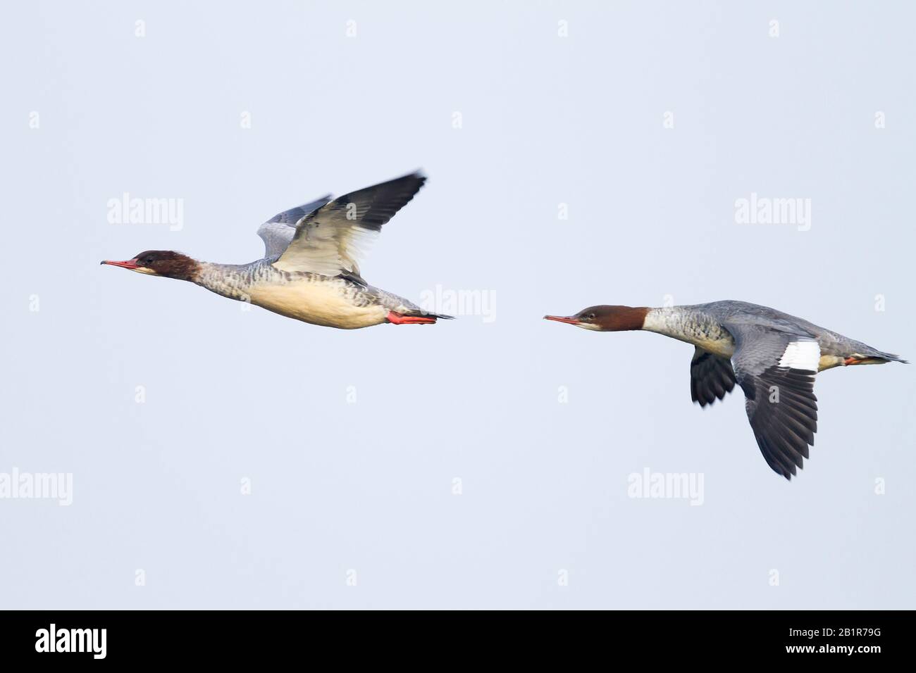 Goosander (Mergus merganser), deux oiseaux en vol, Allemagne Banque D'Images
