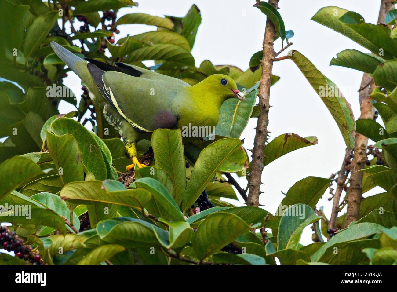 Pigeon vert de Madagascar (Treron australis), perché dans le couvert de la forêt tropicale de Madagascar, Madagascar Banque D'Images