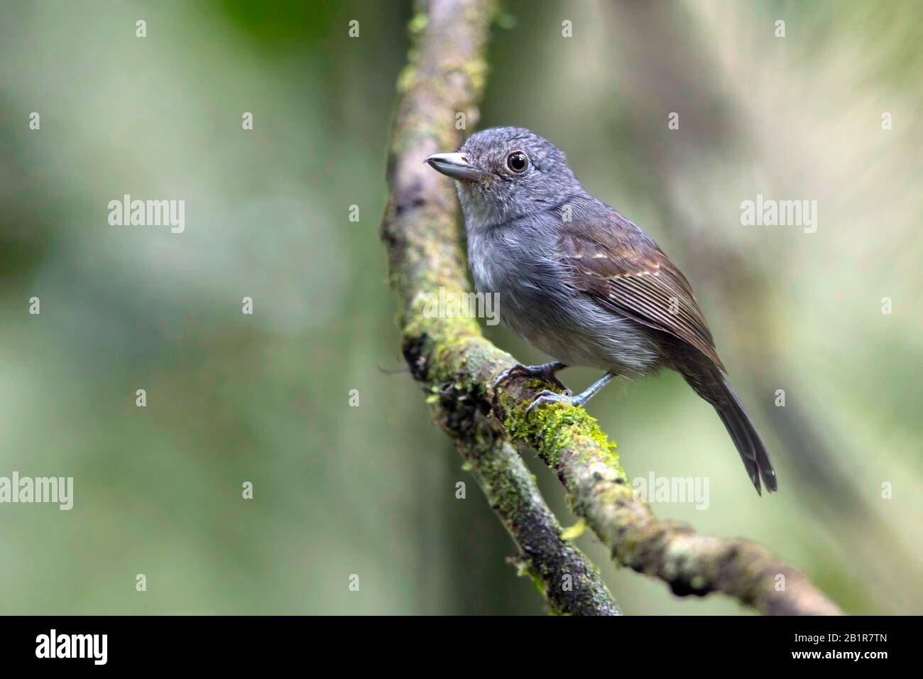 crevettes de couleur souris (Thamnophilus murinus), sur une branche de l'Amérique du Sud Banque D'Images