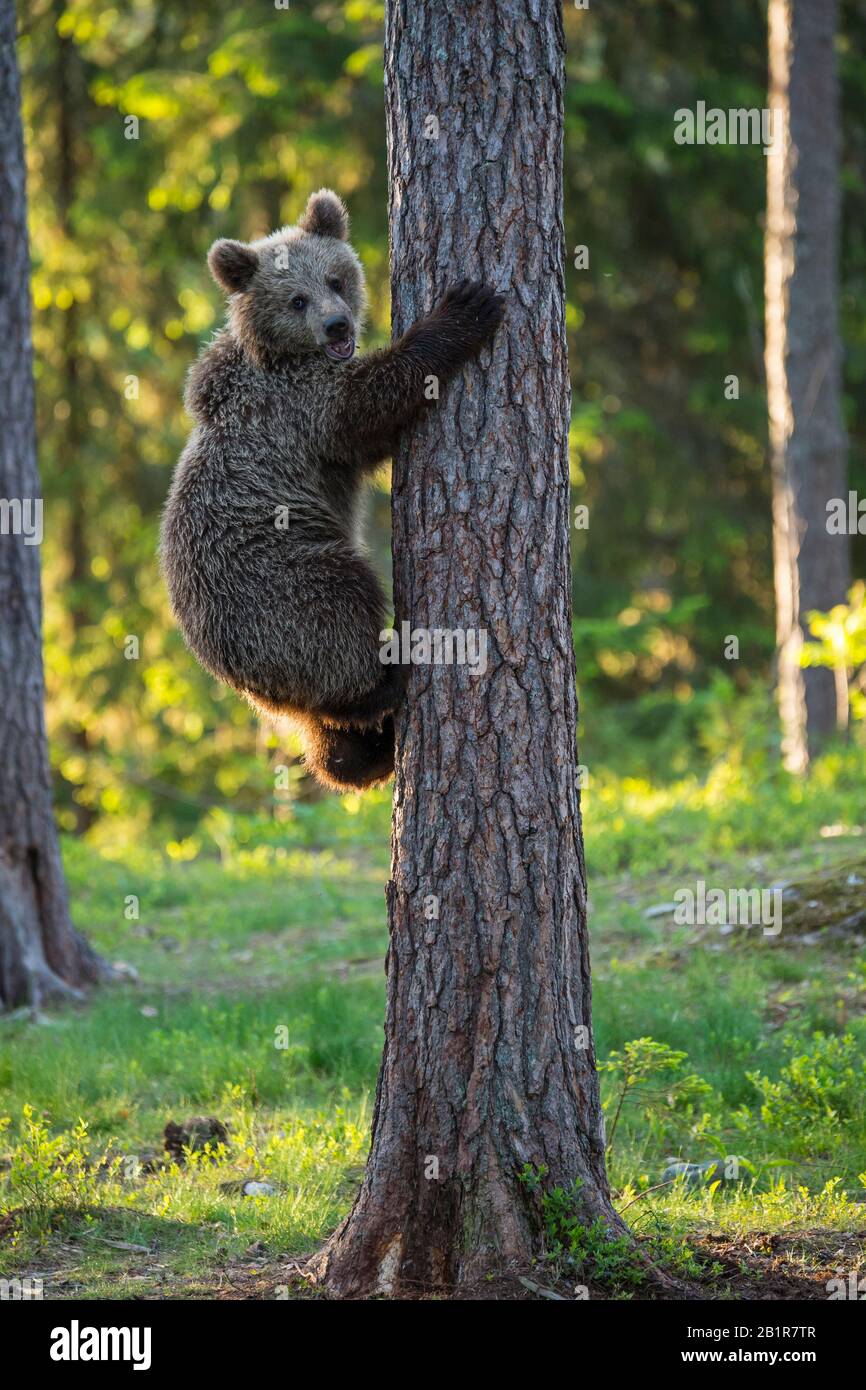 Ours brun européen (Ursus arctos arctos), ours cub grimpant sur un arbre, Finlande, Carélia, Suomussalmi Banque D'Images