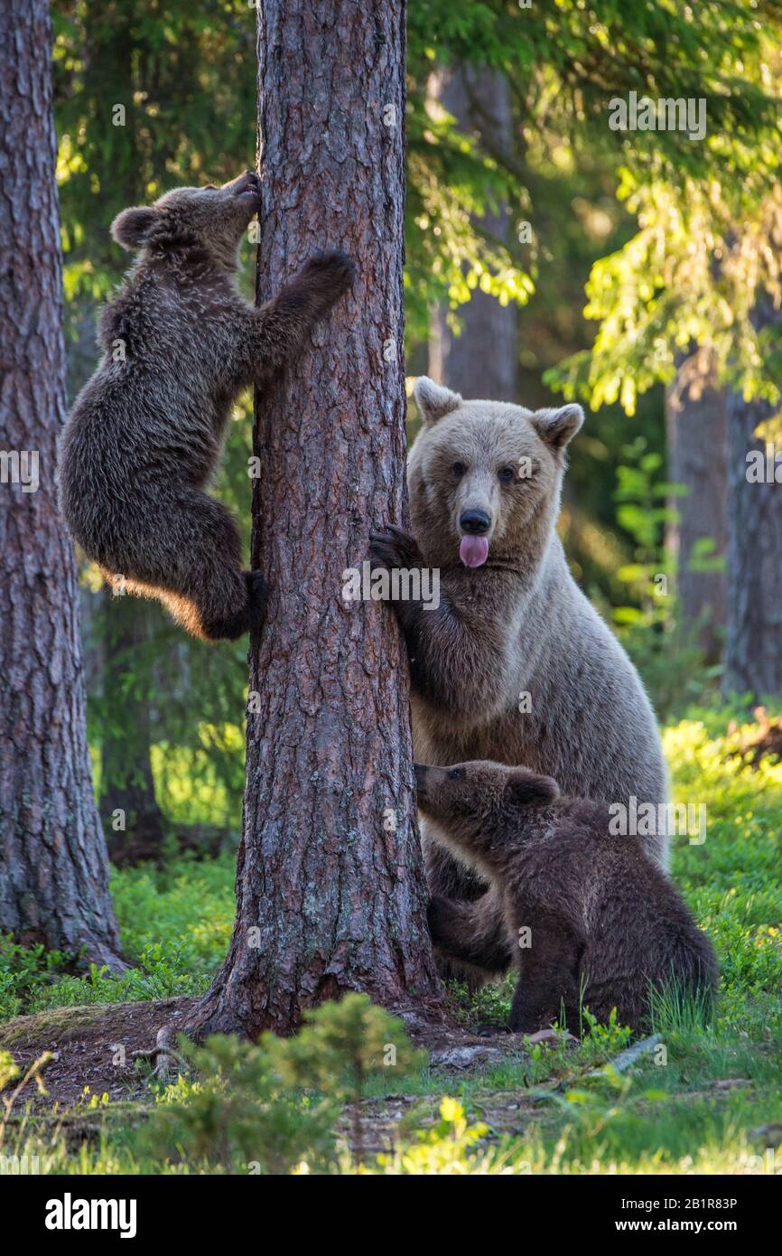 Ours brun européen (Ursus arctos arctos), ours famille escalade un arbre, Finlande, Carélia, Suomussalmi Banque D'Images