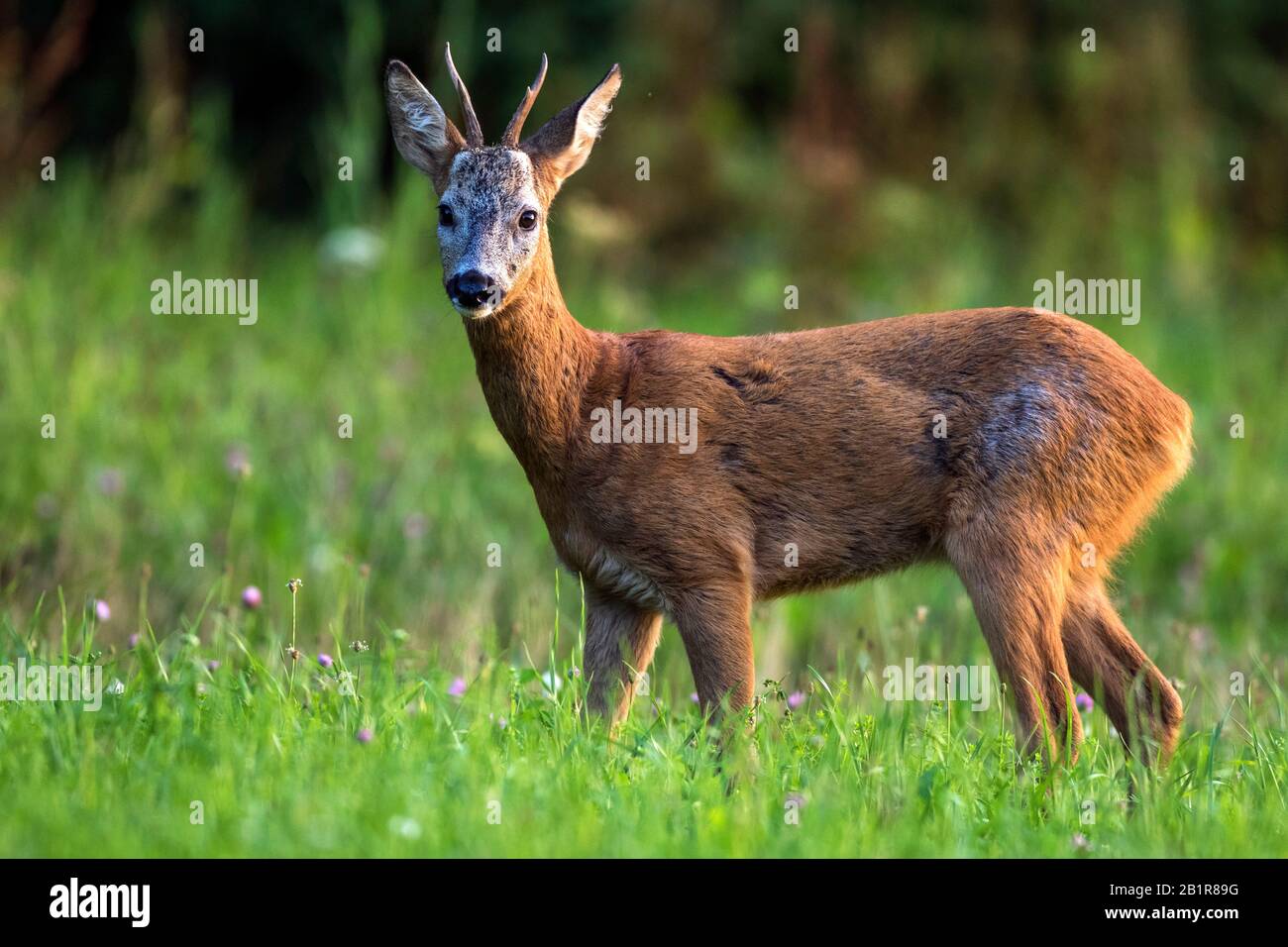 Cerf de Virginie (Capreolus capreolus), en buck roé debout dans un pré, en regardant vers caméra, Allemagne, Bade-Wuerttemberg Banque D'Images