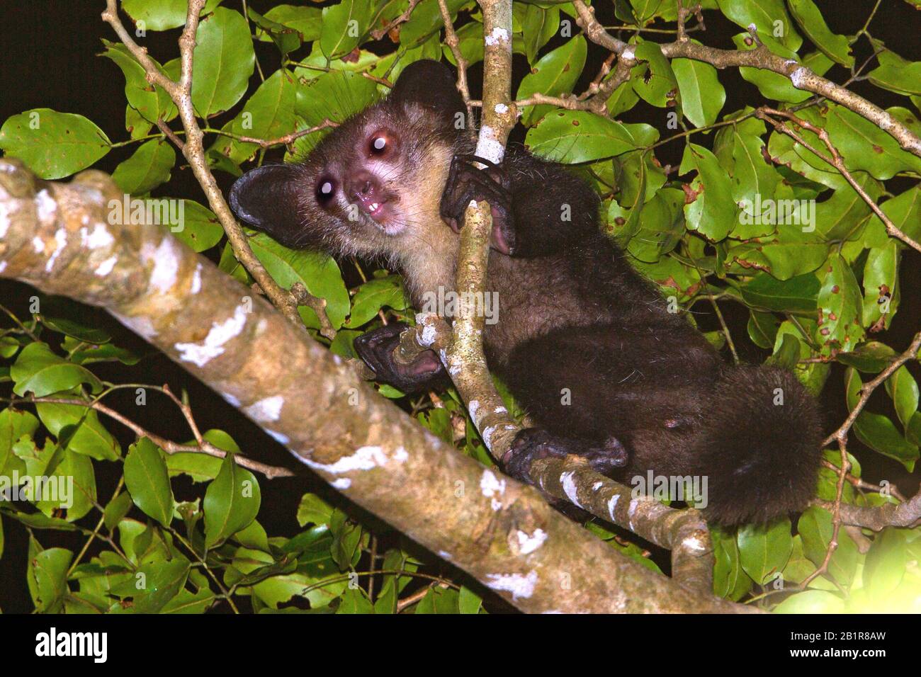 Aye-aye (Daubentonia madagascariensis), en quête de nourriture pendant la nuit à Madagascar, Madagascar Banque D'Images