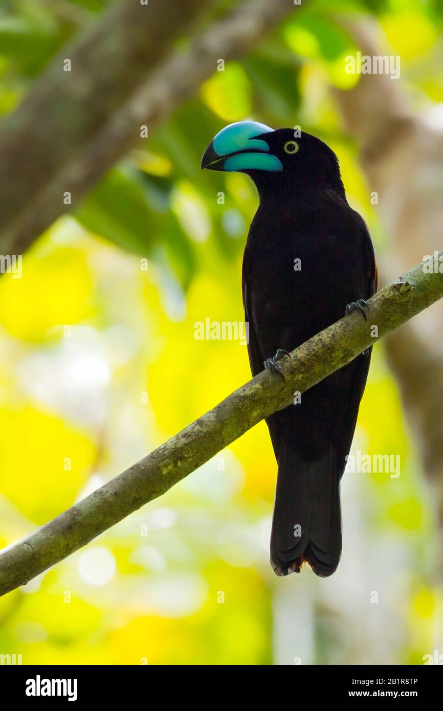 Oiseau casque (Euryceros prevostii), mâle, une endémie étonnante de Madagascar et limité aux forêts tropicales des basses terres et des basses montagnes du nord-est de Madagascar, Madagascar Banque D'Images