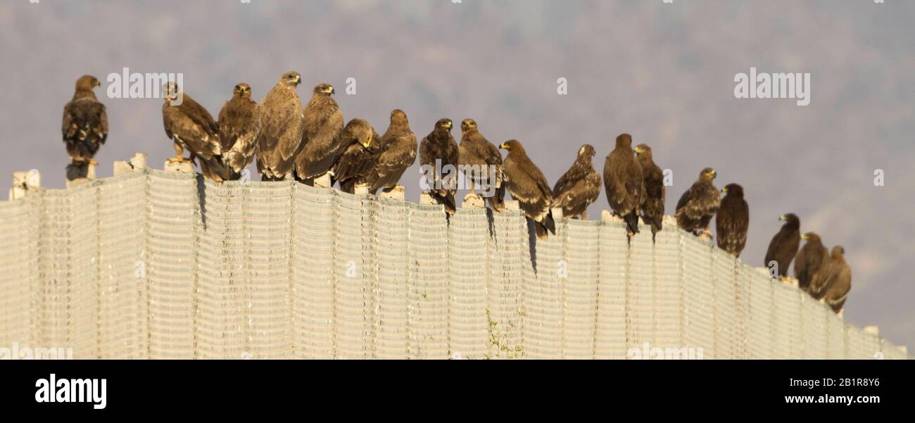 Aigle plus grand repéré (Aquila clanga), grand groupe sur une clôture, Oman Banque D'Images