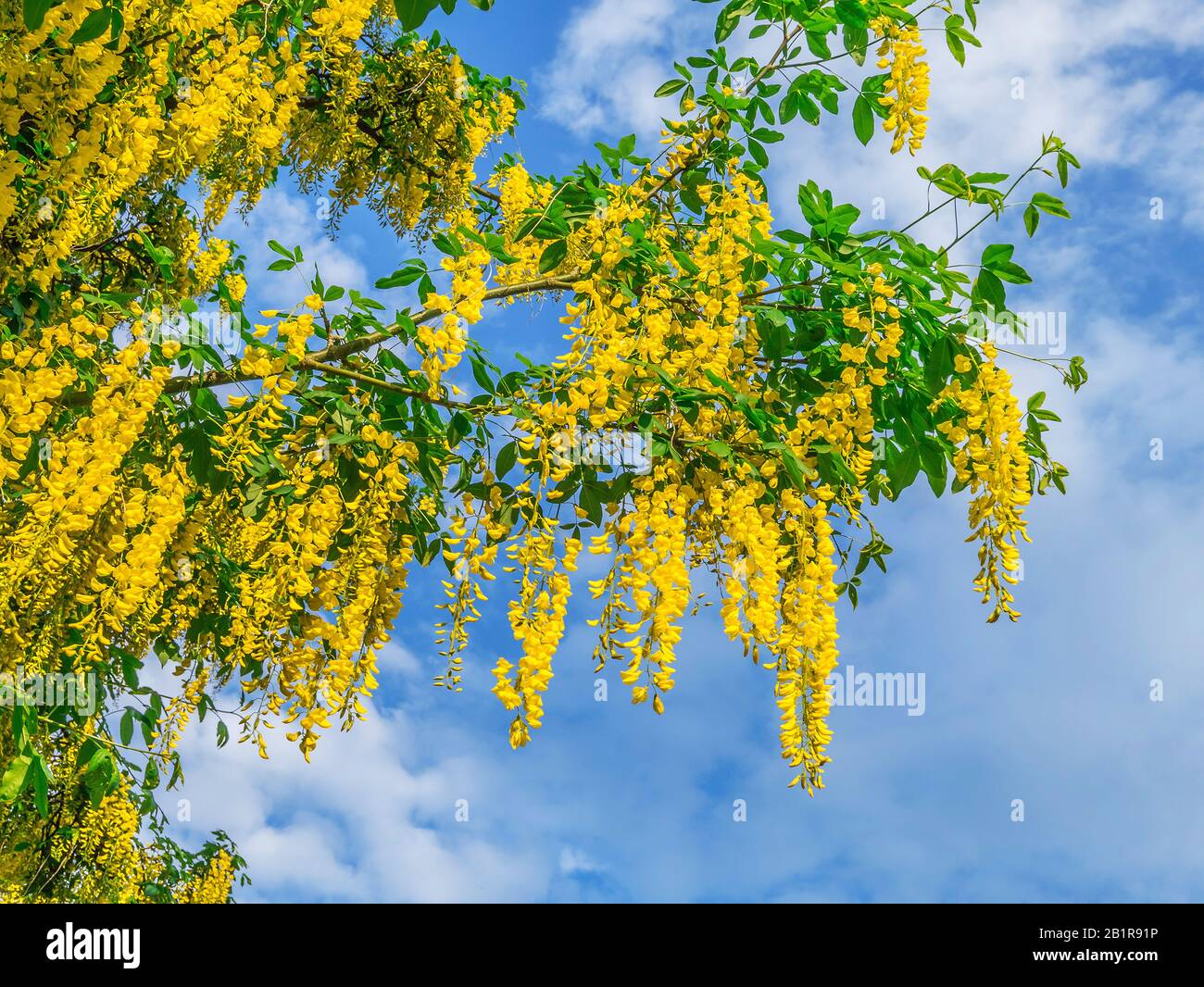 Goldenchain (Laburnum x watereri arbre, Laburnum watereri), blooming Banque D'Images