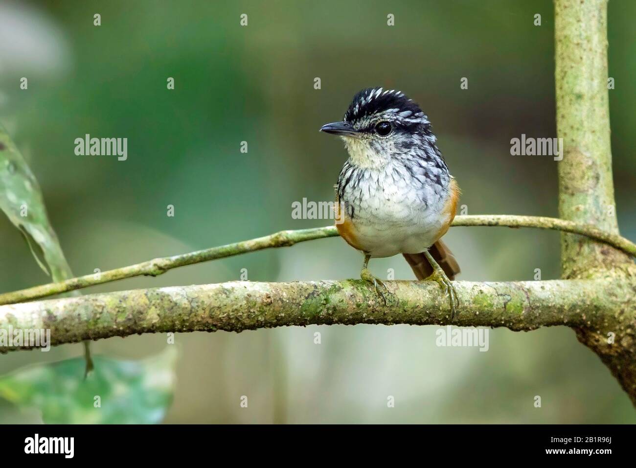 Warbling antbird (Hypocnemis cantator), perché en sous-histoire, Guyane Banque D'Images