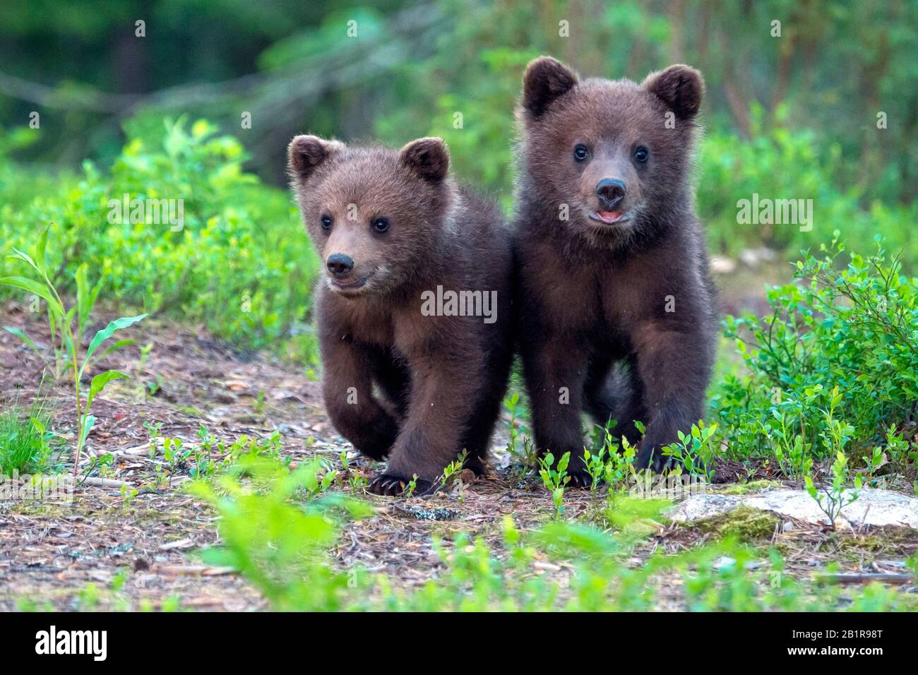 Ours brun européen (Ursus arctos arctos), deux oursons allant ensemble à travers la forêt, vue de face, Finlande, Carélia, Suomussalmi Banque D'Images