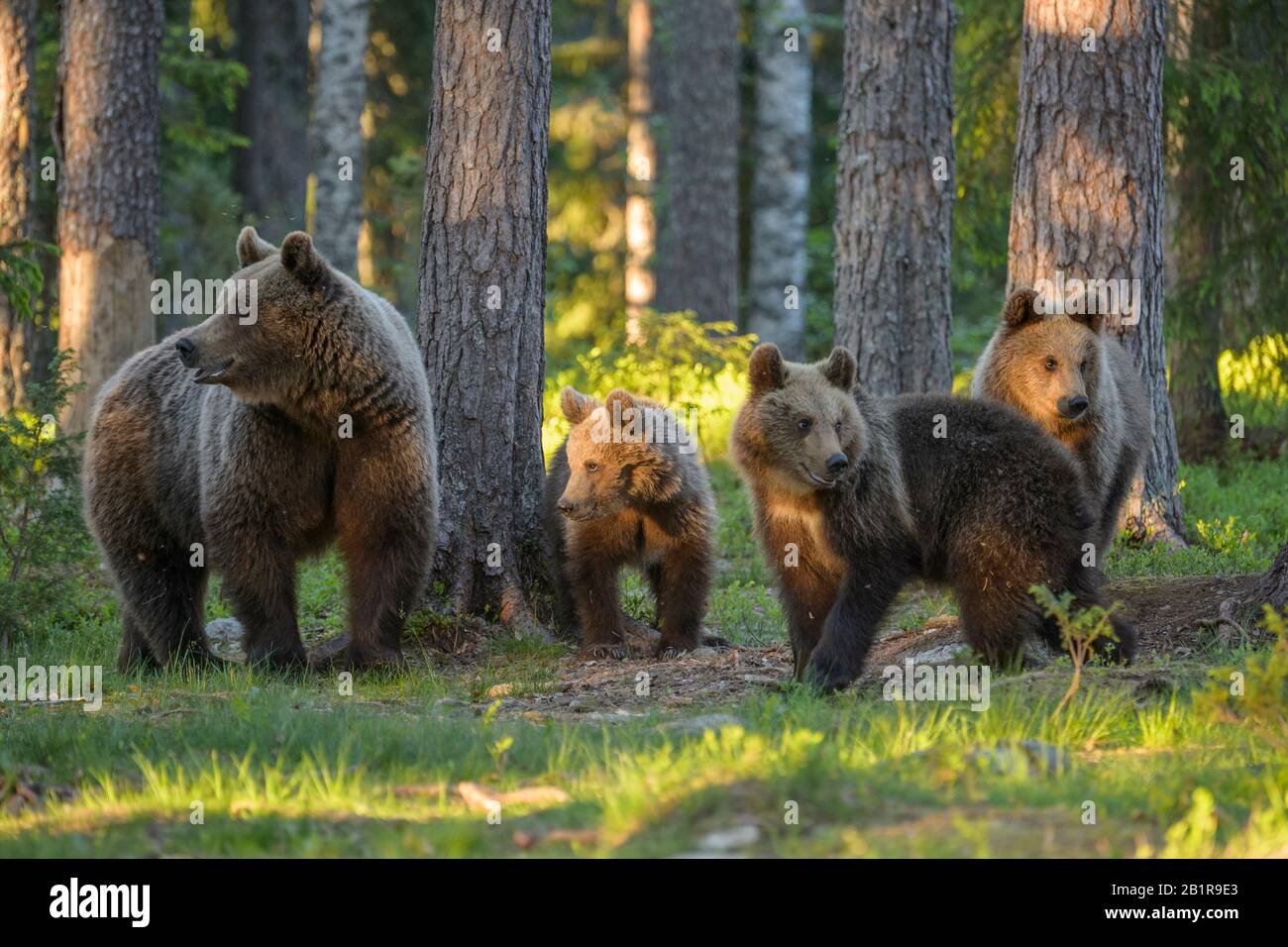 Ours brun européen (Ursus arctos arctos), famille des ours dans les bois, Finlande, Carélia, Suomussalmi Banque D'Images