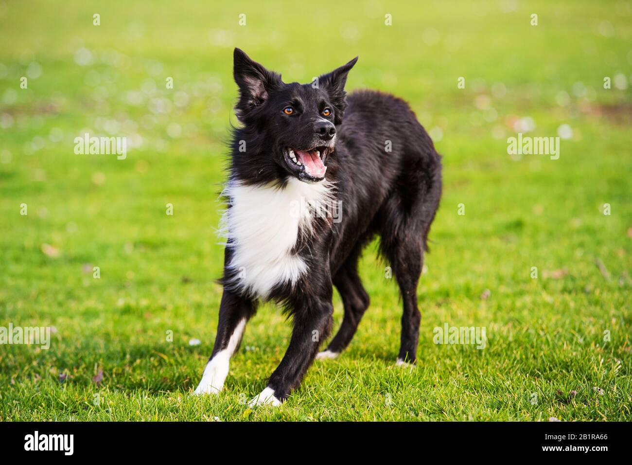 Formation sur l'obidience du DoD. Longueur totale de curieux chien de collie de bordure regardant concentré avant profiter d'une journée ensoleillée et jouer à des jeux avec son maître. Banque D'Images