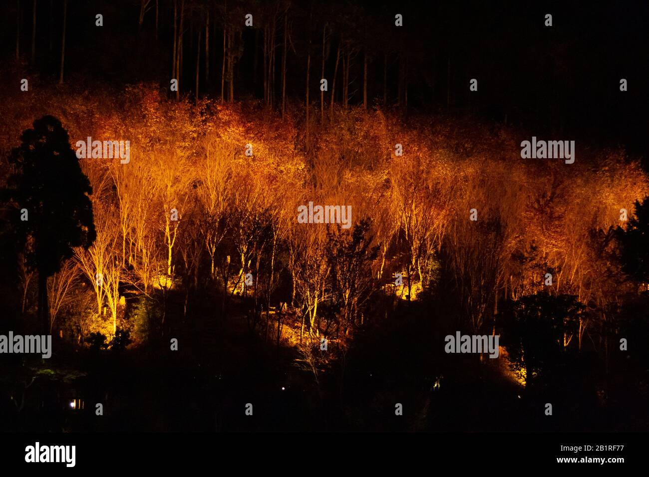 Kōyō (Koyo - Foliage d'automne) À Mesure Que descend l'automne, il transforme les forêts du Japon des teintes radiantes de rouge, d'orange et de jaune. Arbres illuminés la nuit Photog Banque D'Images