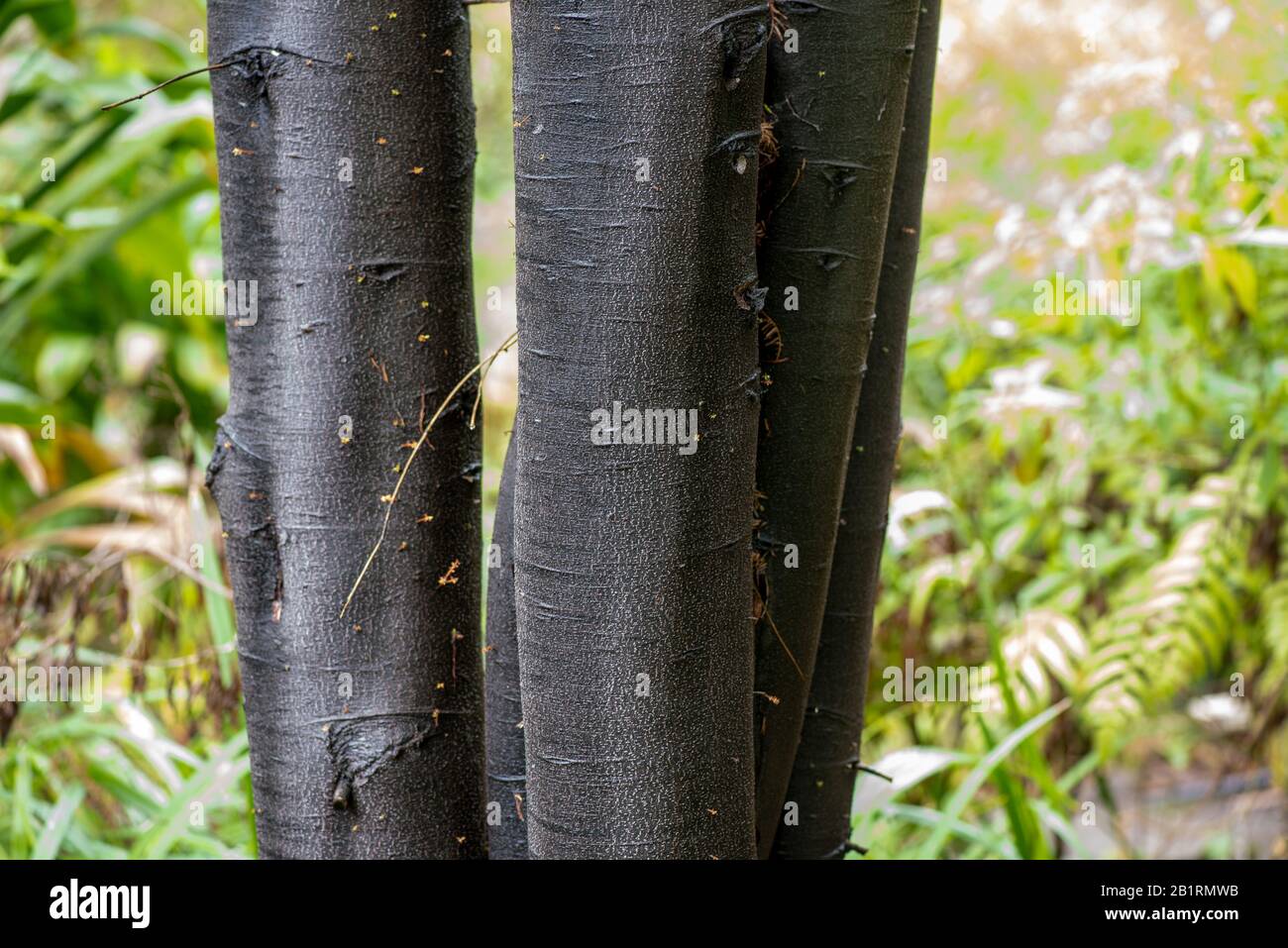 Section du tronc du pin noir japonais; Pinus jeffreyi, avec espace de copie Banque D'Images