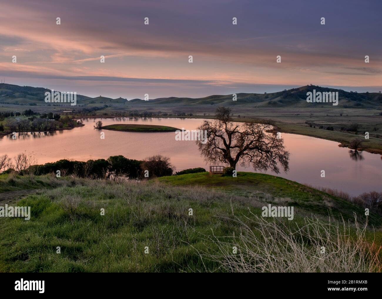 Vue panoramique sur le Lagoon Valley Park à Vacaville, Californie, États-Unis, avec un pâturage en hiver avec de l'herbe verte, un chêne et un lac dans Banque D'Images